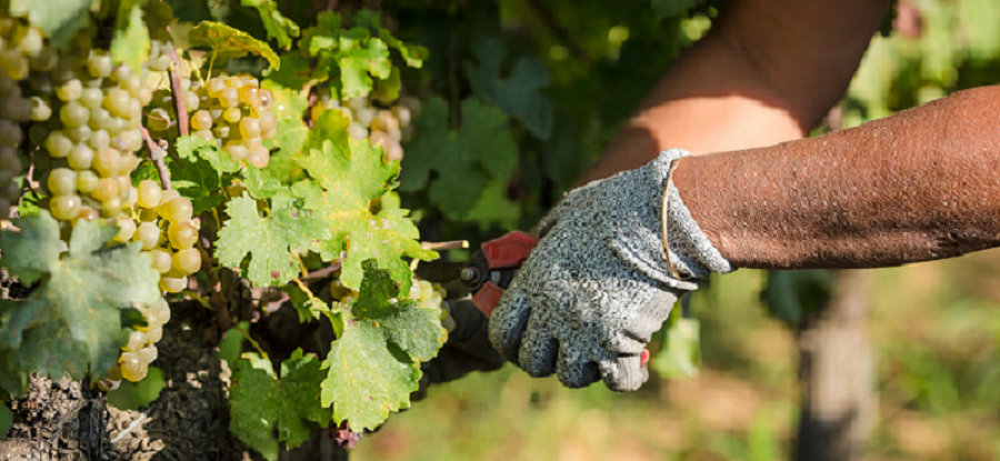 Mesures de campagne pour le millésime 2025