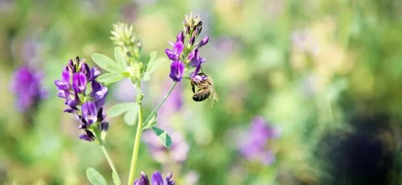 Arrêté Polinisateurs - évolution de la règlementation